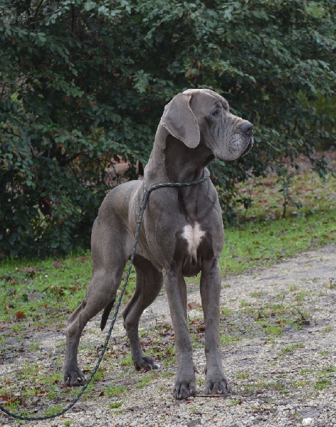 CH. Idylle-blue Des terres royales