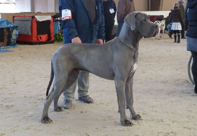 Des terres royales - Igor Blue des Terres Royales