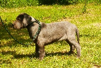 CHIOT