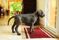 CHIOT