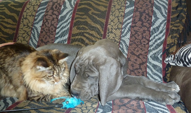 Chiot Dogue allemand Des terres royales